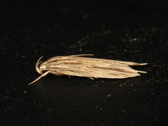Leistarcha scitissimella