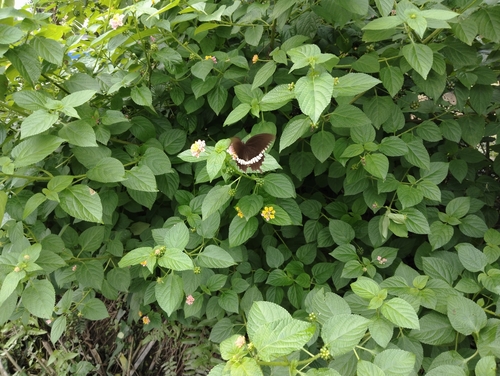 Common Mormon Swallowtail