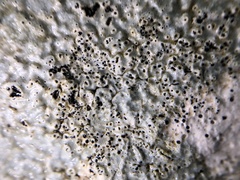 Bagliettoa baldensis