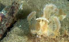 Rhinopias eschmeyeri