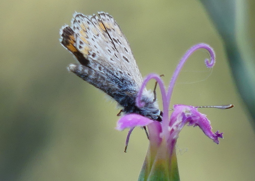 Brown Argus