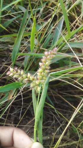 Cenchrus brownii observed 2026-05-24