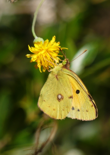 Clouded Yellow