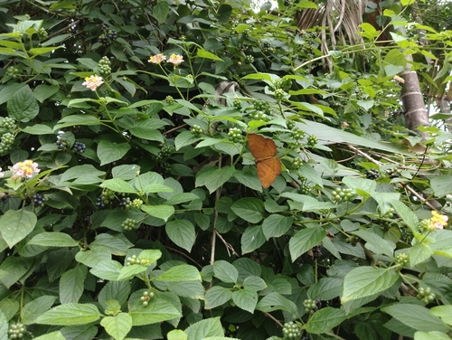 Common Castor Butterfly