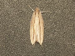 Leistarcha scitissimella