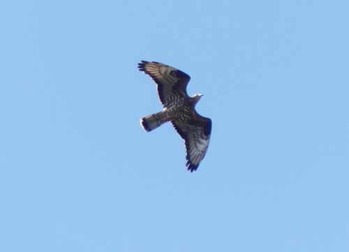 European Honey-buzzard