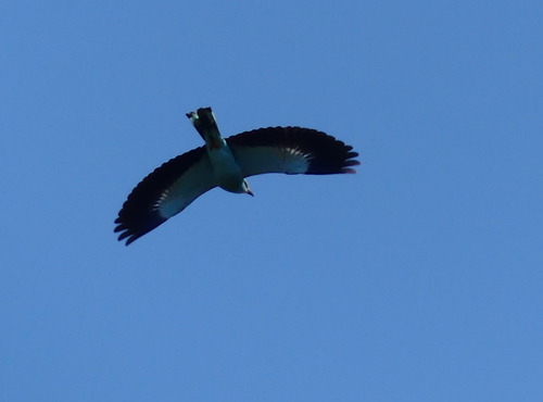 European Roller