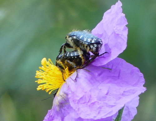 Mediterranean Spotted Chafer