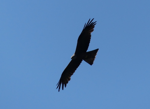 Black Kite