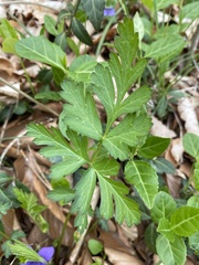 Geum vernum