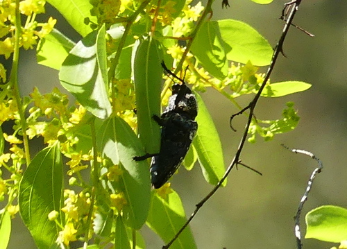 Capnodis cariosa