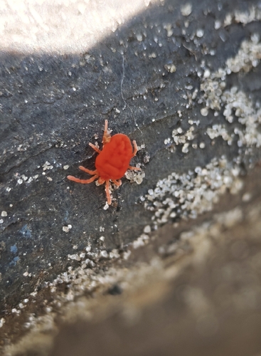 Velvet mite