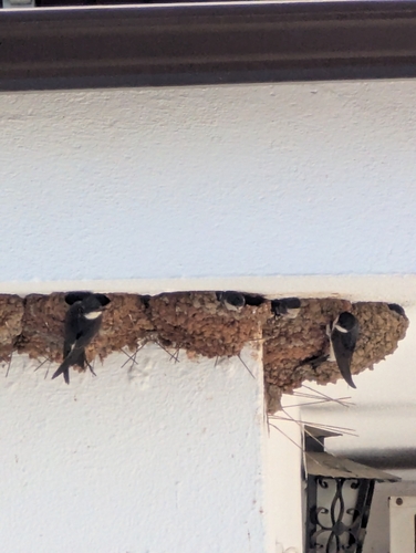 Western House Martin