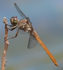 Orthemis ferruginea