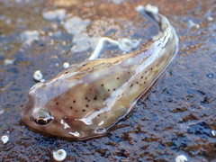 Diplocrepis puniceus