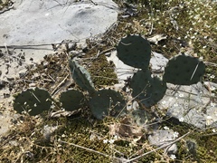 Opuntia cespitosa