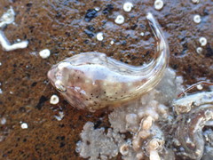 Diplocrepis puniceus