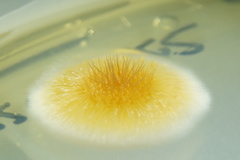 Colletotrichum