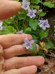 Viola rostrata