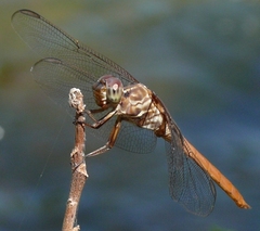Orthemis ferruginea
