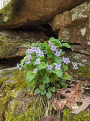 Viola rostrata