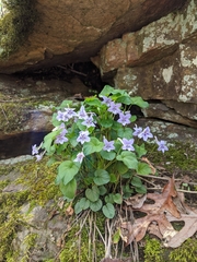 Viola rostrata