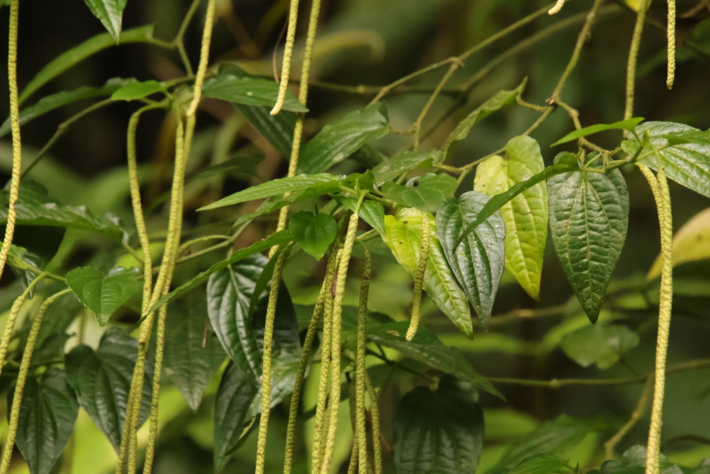 Piper laosanum