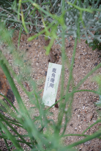 Euphorbia alcicornis