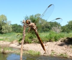 Orthemis ferruginea