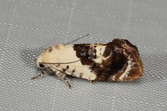 Hypertropha chlaenota