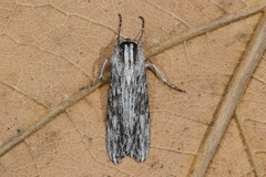 Capusa senilis
