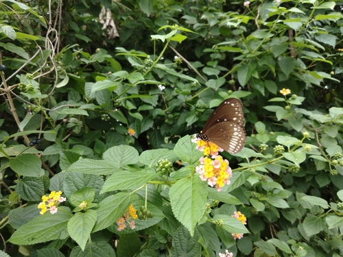 Common Crow