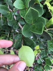 Eugenia reinwardtiana