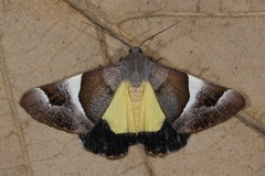 Niceteria macrocosma