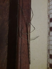 Cladoxerus