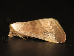 Mataeomera mesotaenia