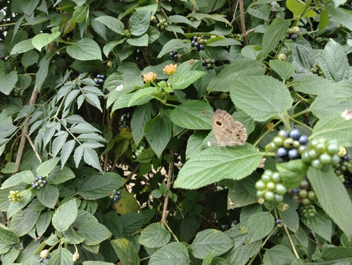 Common Five-ring