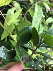 Eugenia reinwardtiana