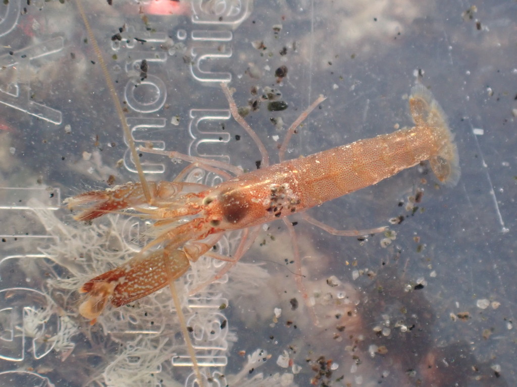 Alpheus socialis