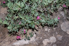 Indigofera vanzijlii
