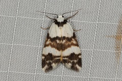 Thallarcha albicollis