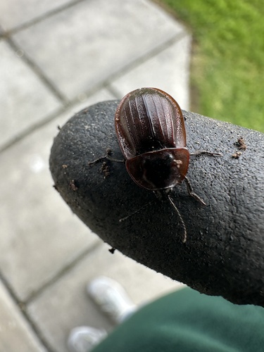 Black snail beetle