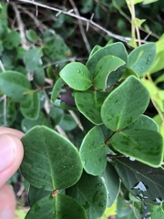 Eugenia reinwardtiana