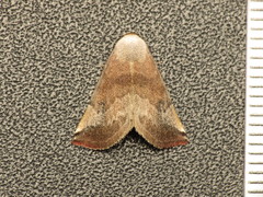 Mataeomera mesotaenia