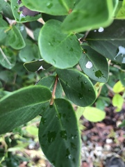 Eugenia reinwardtiana