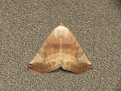 Mataeomera mesotaenia