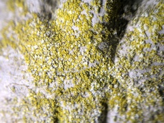 Flavoplaca flavocitrina