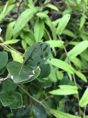 Eugenia reinwardtiana