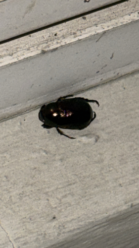 Groundnut Chafer