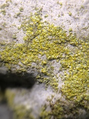 Flavoplaca flavocitrina